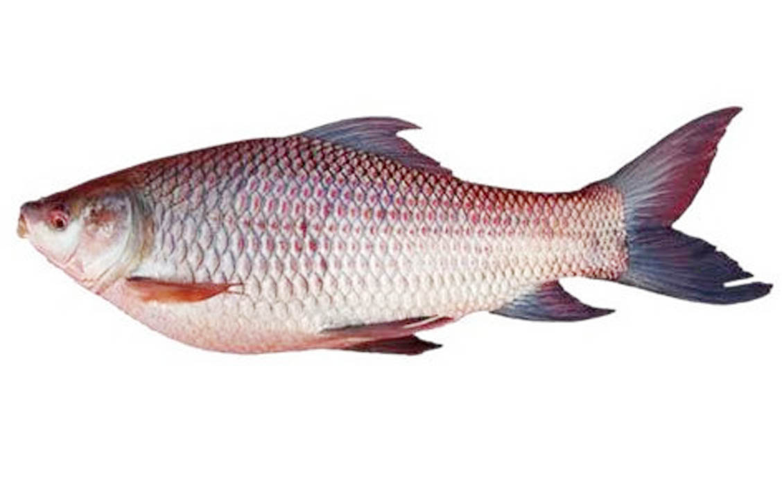 Rohu Fish - Buy Online Australia | Om Spice & Grocery